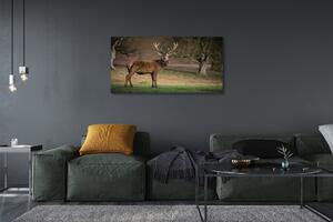 Tablouri canvas Deer în domeniu