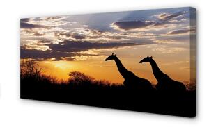 Tablouri canvas nori de copaci Girafele