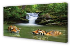 Tablouri canvas tigri cascadă