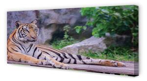 Tablouri canvas Tiger într-o grădină zoologică