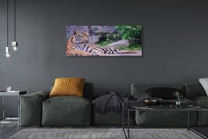 Tablouri canvas Tiger într-o grădină zoologică