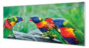 Panouri de sticlă copac papagal colorat