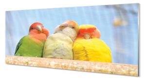 Tablouri pe sticlă papagal colorat