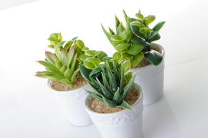 Plante artificiale 6 buc. (înălțime 11 cm) – Casa Selección