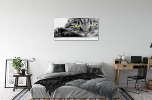 Tablouri pe sticlă pisică gri-negru