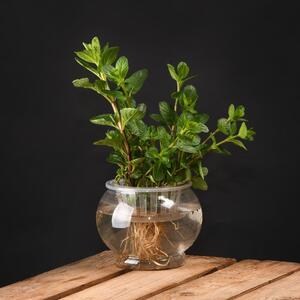 Ghiveci pentru creșterea plantelor Esschert Design, înălțime 11,7 cm