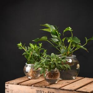 Ghiveci pentru creșterea plantelor Esschert Design, înălțime 10,7 cm
