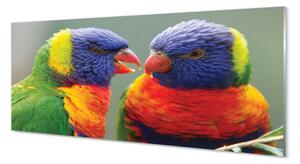 Panouri de sticlă papagal colorat
