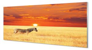 Tablouri pe sticlă Zebra câmp apus de soare