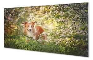 Tablouri pe sticlă Dog flori pădure