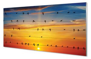Tablouri pe sticlă Păsări pe apus de soare frânghii