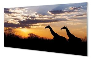 Tablouri pe sticlă nori de copaci Girafele
