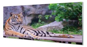 Tablouri pe sticlă Tiger într-o grădină zoologică