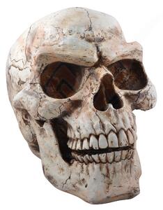 Statueta Craniu Uman 47cm