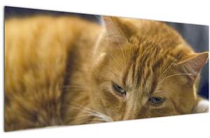 Tabloul pisicii (120x50 cm)