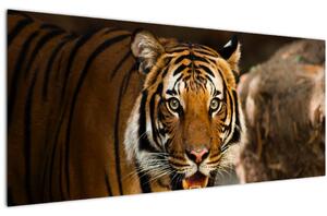 Tablou cu tigrul (120x50 cm)