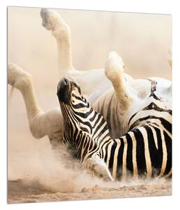 Tablou cu zebră culcată (30x30 cm)