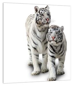 Tablou cu tigrul alb (30x30 cm)