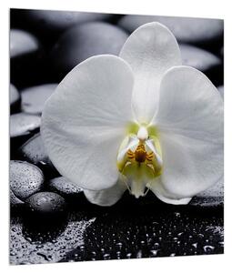 Tablou cu orhidee (30x30 cm)