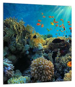 Tablou cu lumea submarină (30x30 cm)