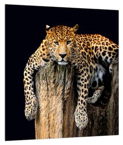 Tablou cu gepard (30x30 cm)