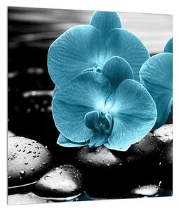 Tablou cu flori de orhidee albastre (30x30 cm)