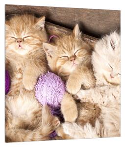 Tablou cu pisicuțe dormind (30x30 cm)