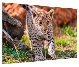 Tablou cu gepard mic (90x60 cm)