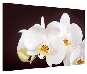 Tablou cu flori de orhidee (90x60 cm)