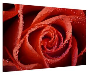 Tablou cu trandafirul roșu (90x60 cm)