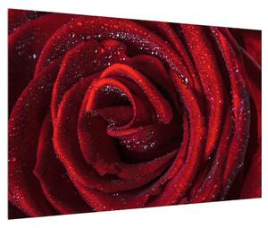 Tablou cu trandafir roșu (90x60 cm)