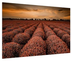Tablou cu câmp de flori (90x60 cm)