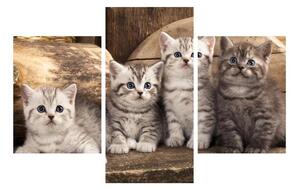 Tablou cu pisici mici (90x60 cm)