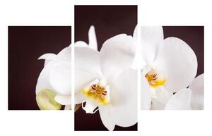 Tablou cu flori de orhidee (90x60 cm)