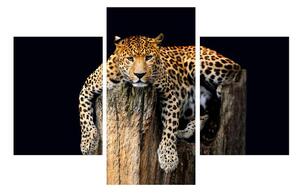 Tablou cu gepard (90x60 cm)