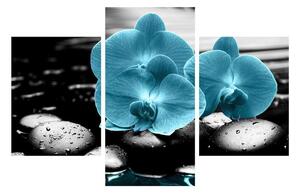 Tablou cu flori de orhidee albastre (90x60 cm)