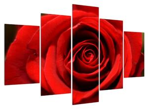 Tablou detailat cu trandafir (150x105 cm)