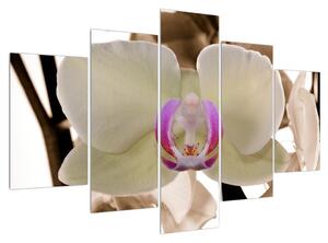 Tabllou cu orhidee (150x105 cm)