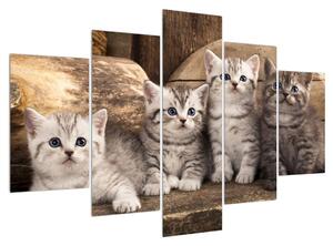 Tablou cu pisici mici (150x105 cm)