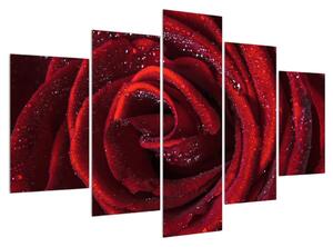Tablou cu trandafir roșu (150x105 cm)