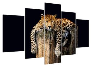Tablou cu gepard (150x105 cm)