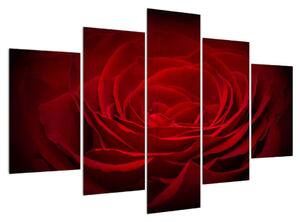 Tablou cu trandafir roșu (150x105 cm)