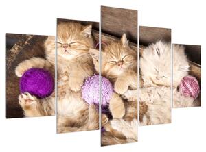 Tablou cu pisicuțe dormind (150x105 cm)