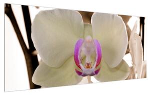 Tabllou cu orhidee (120x50 cm)