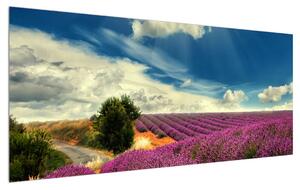 Tablou cu câmp de levandă (120x50 cm)