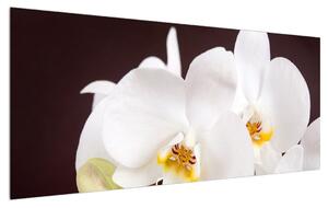 Tablou cu flori de orhidee (120x50 cm)