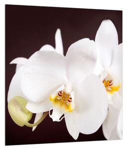 Tablou cu flori de orhidee (30x30 cm)