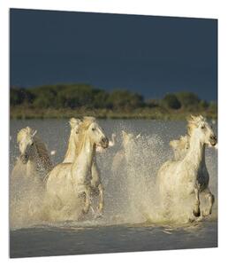 Tablou cu cai albi (30x30 cm)