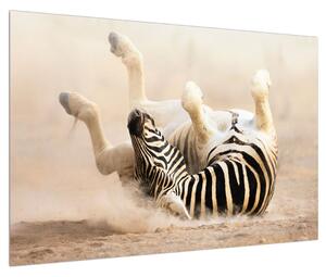 Tablou cu zebră culcată (90x60 cm)