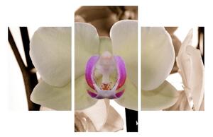 Tabllou cu orhidee (90x60 cm)